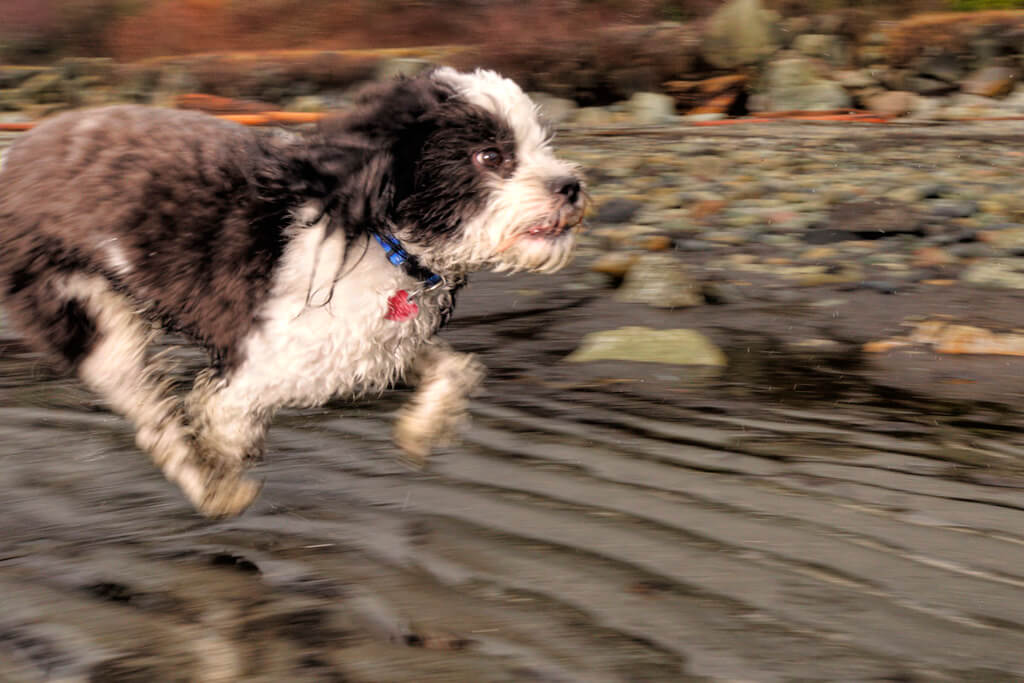 Dog Running Dog Running