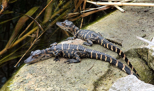 512px-Alligator_mississippiensis_2_babies alligators