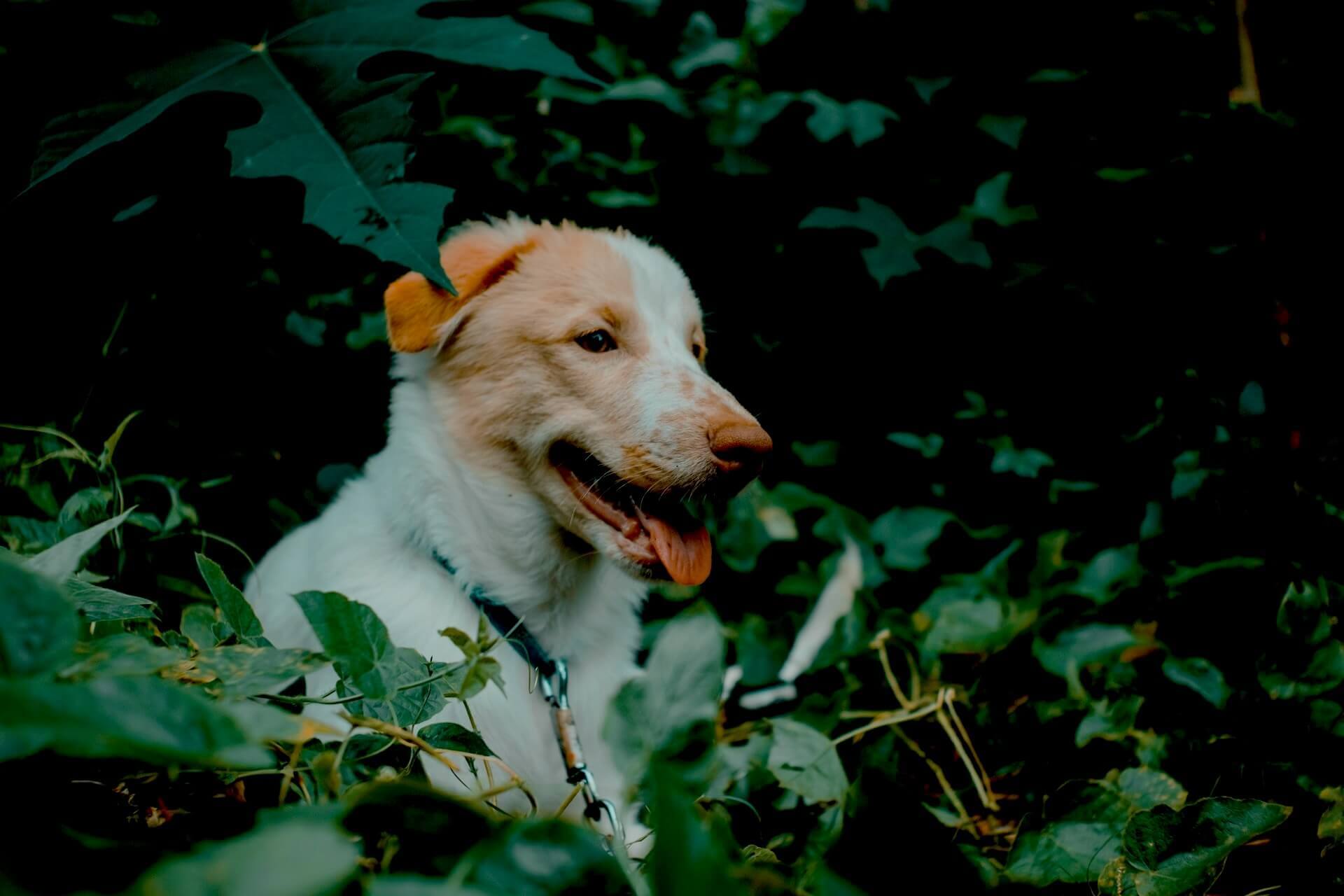 Dog Bush road ahead a bpEq6pOV0 unsplash copy1