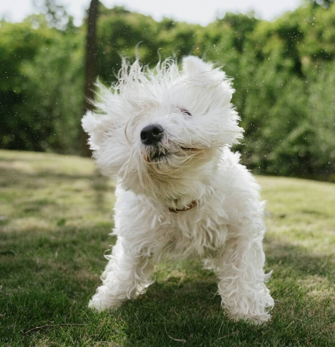 Fluffy white dog shaking its head, water droplets flying.